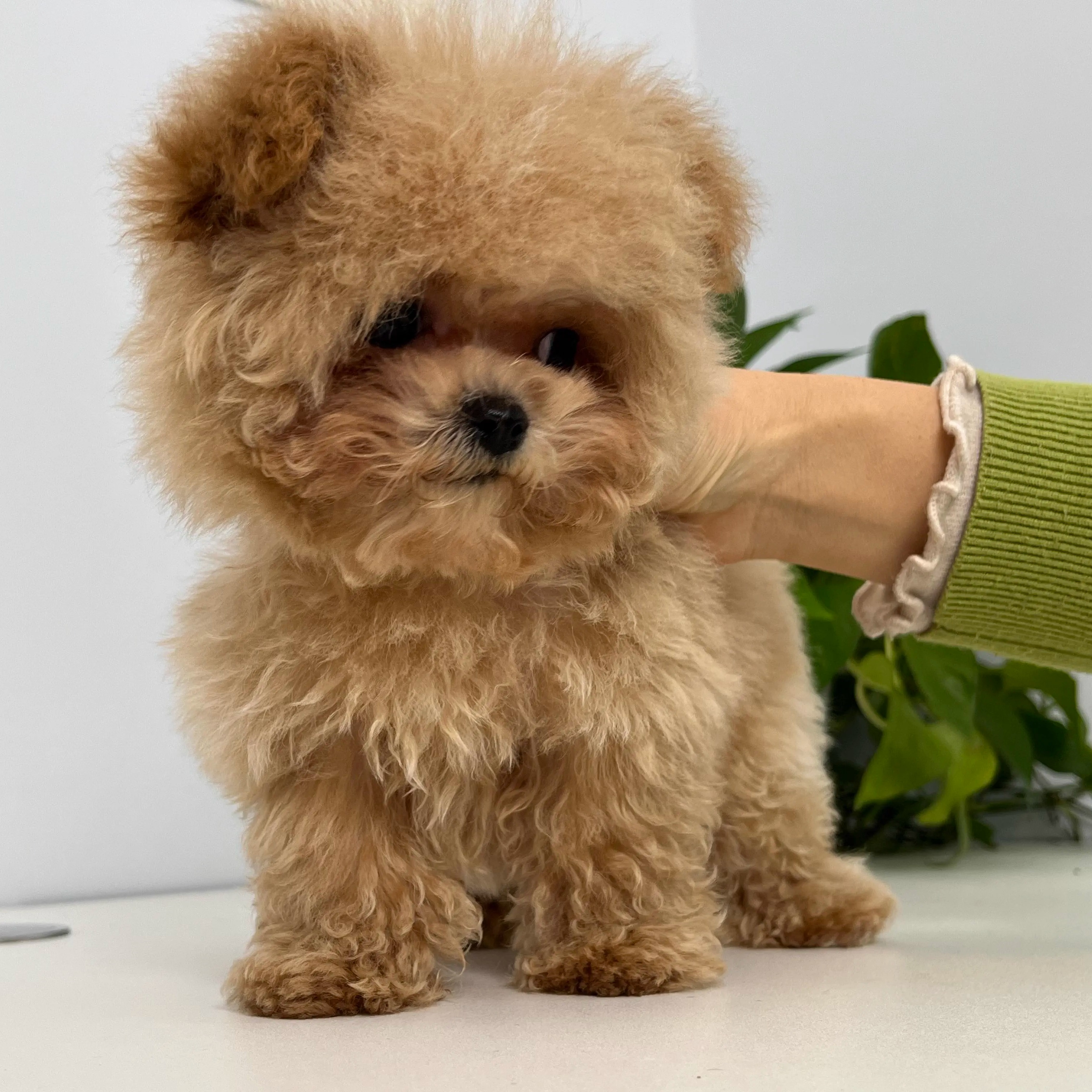 纯种泰迪犬幼犬活体长不大的贵宾犬小型犬家养宠物狗爆毛大眼睛