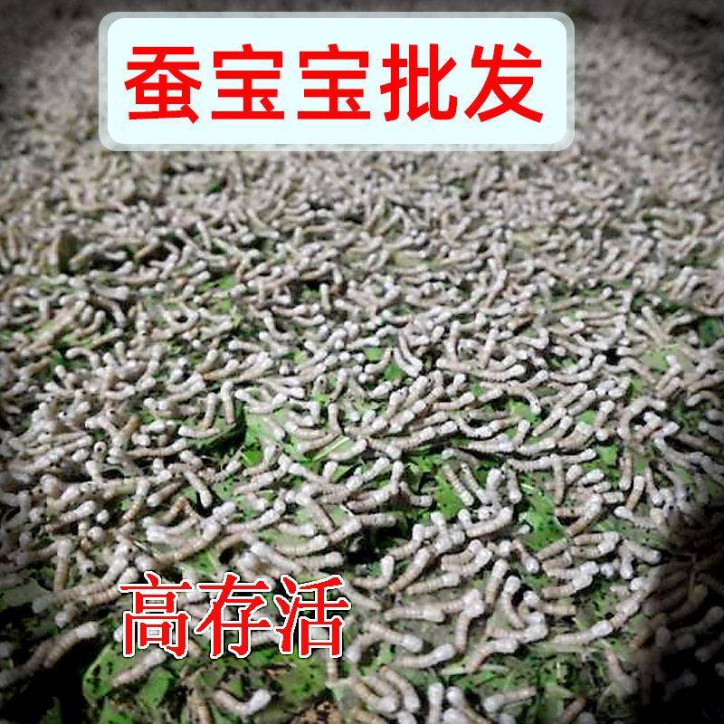 蚕宝宝学生养蚕套装高级卵活物观察变色饲养盒实验太空养育舱桑叶图片