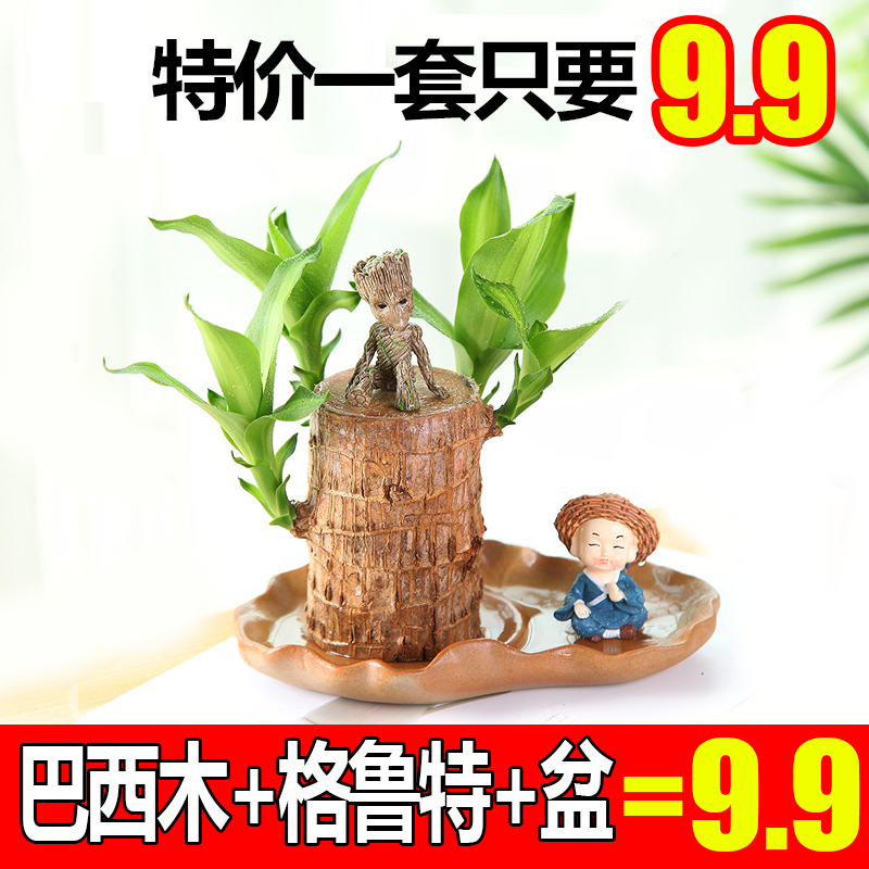 巴西木水养幸运木格鲁特办公室桌面小盆栽室内水培花卉树桩绿植物