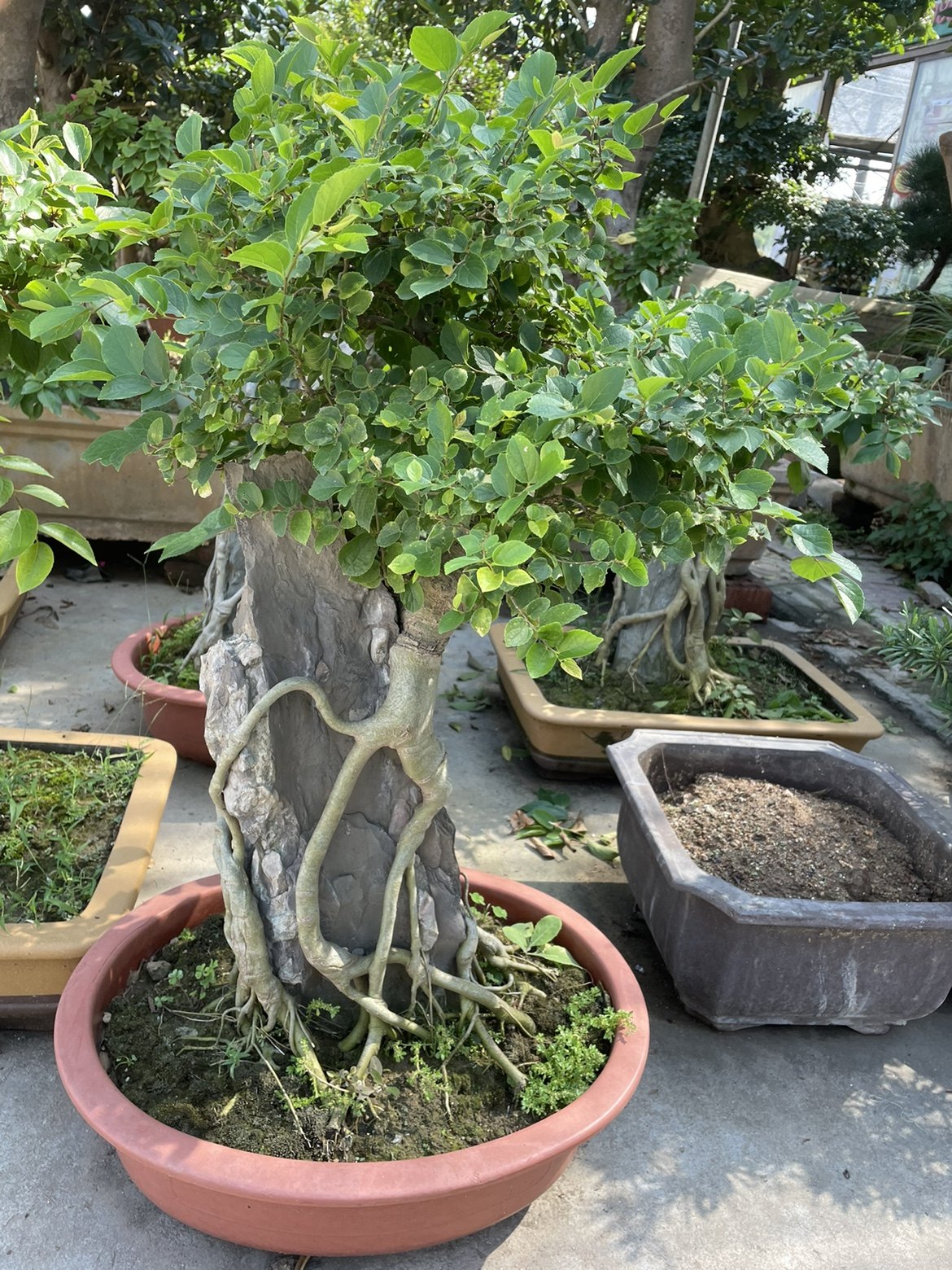 抱石朴树盆景老桩实物抱石艺术造型盆景