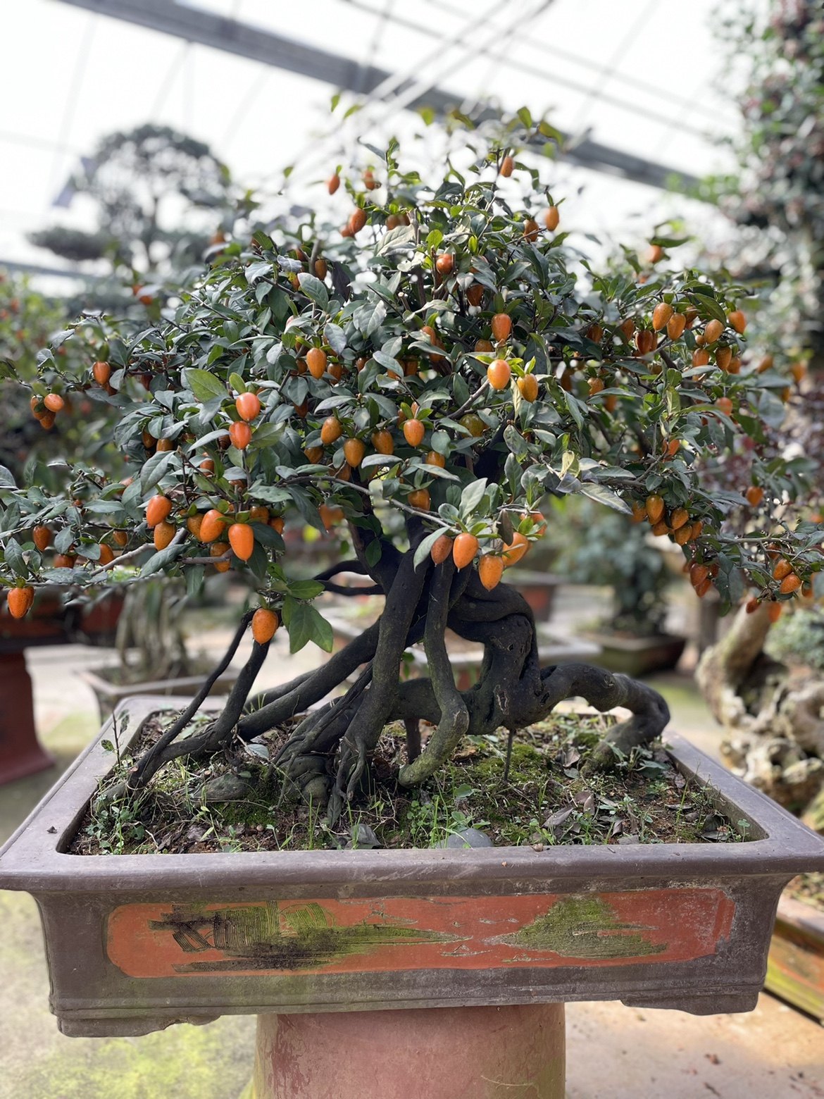 精品提根造型老桩挂果老鸭柿树盆景老鸭柿盆景实物室内外盆栽植物