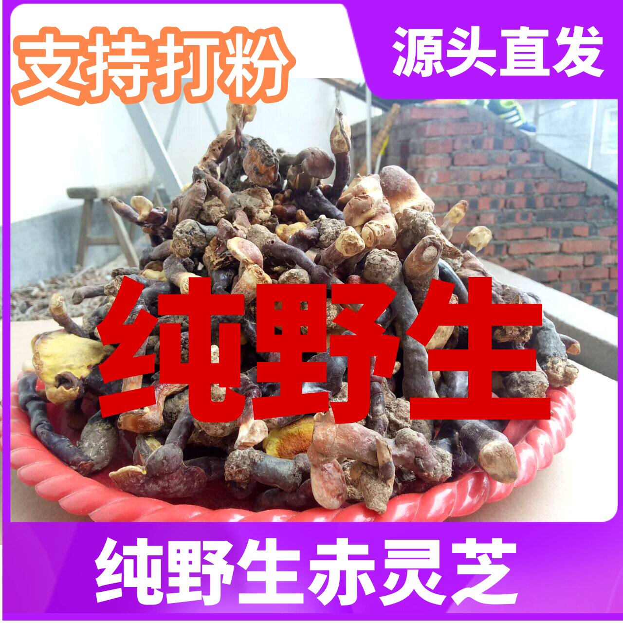 伏牛山纯野生灵芝野生碎小赤灵芝，深山林芝自采灵芝菌500g