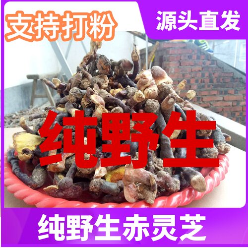 野生伏牛山自采500g灵芝