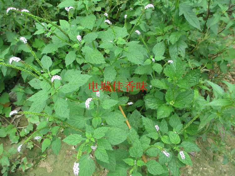 新鲜低头鱿鱼猫尾草象鼻鱼须大尾