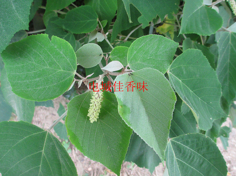 新鲜白揪/白背叶根/白帽顶/白膜叶/白背娘/白背桐/野芙蓉/白面虎