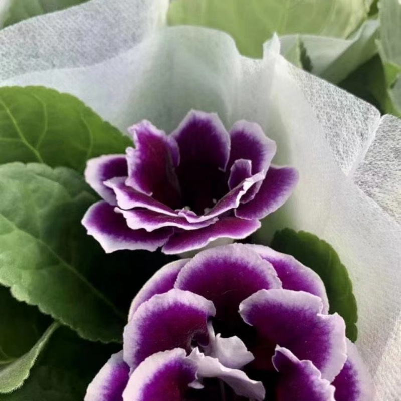 一颗包邮重瓣大岩桐盆栽带花苞发