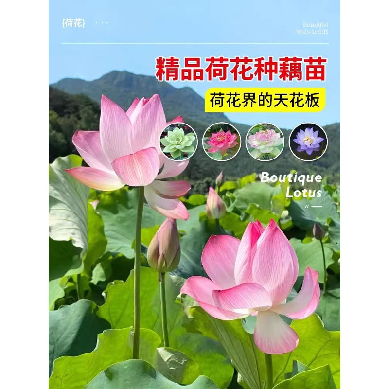 观赏荷花盆栽水养莲藕苗种藕根缸