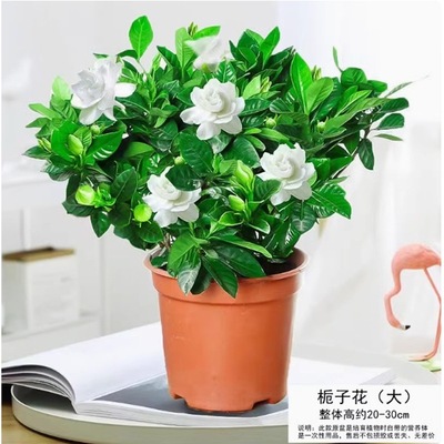 独杆栀子花盆栽四季开花室内水培
