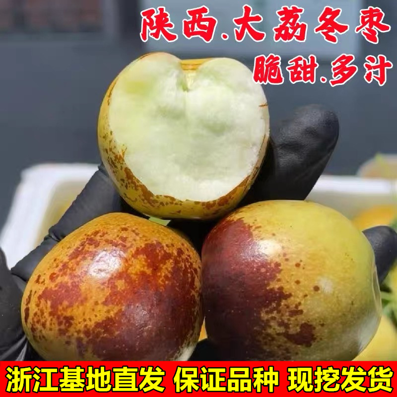 陕西大荔冬枣树苗枣子树苗