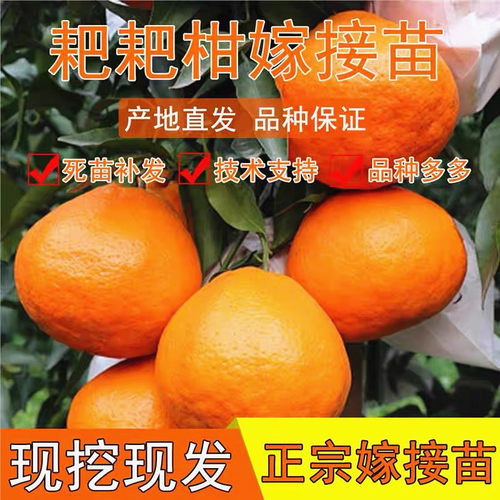粑粑柑树苗不知火柑橘苗春见树苗
