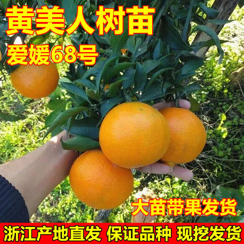 黄美人树苗桔子苗爱媛68号柑橘苗