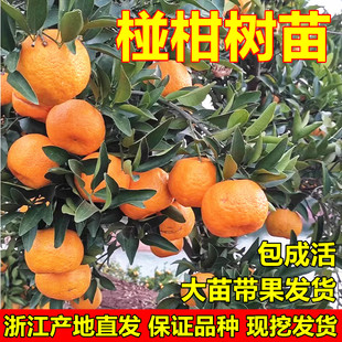 大果椪柑树苗 台湾85-1巨型椪柑苗 无核椪柑芦柑桔子树苗当年结果