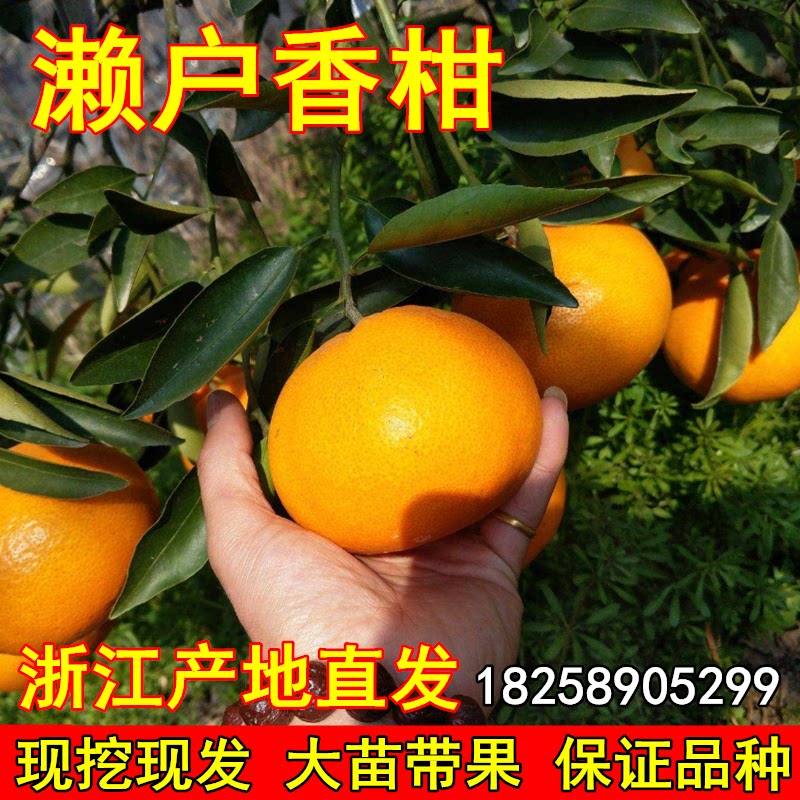 濑户佳早熟柑橘树苗 濑户香柑桔苗 嫁接柑橘苗 桔子树苗当年结果