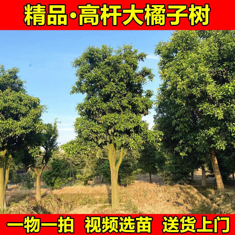 大橘子树苗柚子树脐橙大树