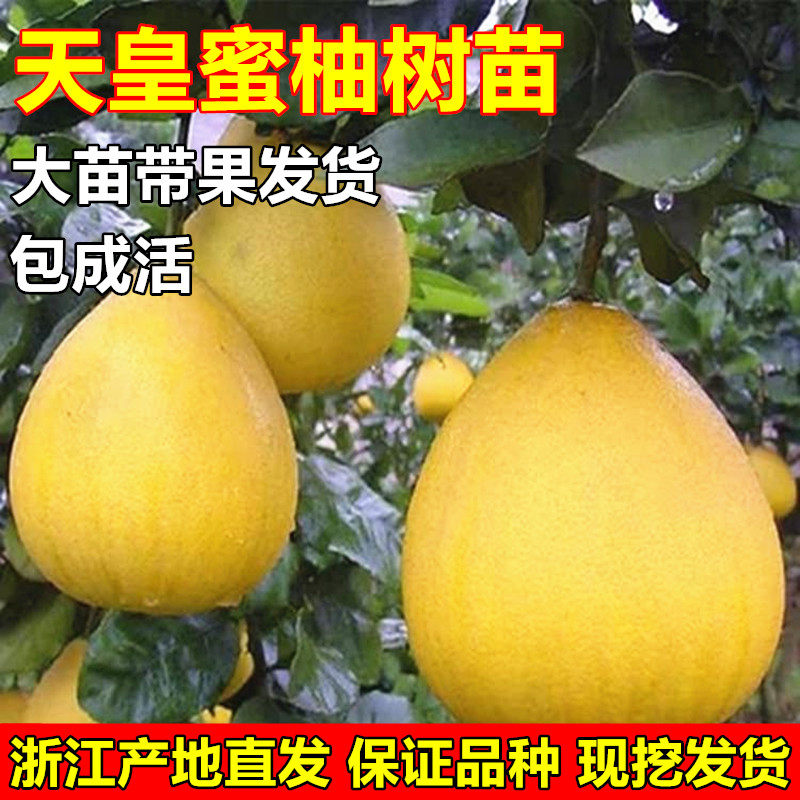 天皇蜜柚苗嫁接柚子苗柚子树苗图片