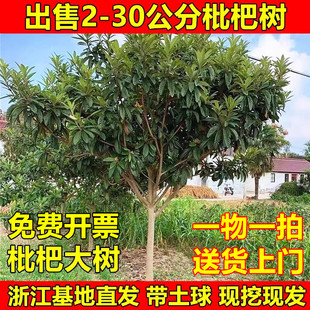 特大枇杷树无核枇杷白玉枇杷大五星枇杷嫁接苗当年结果南北方种植