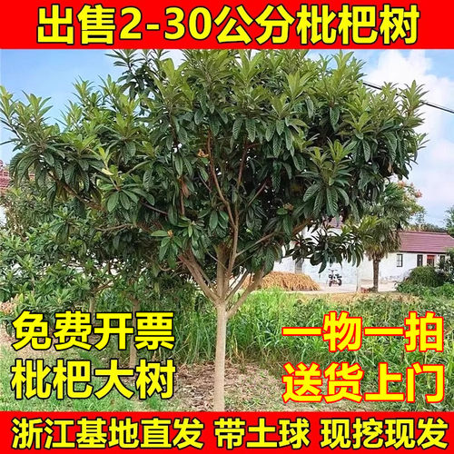 特大枇杷树无核白玉枇杷