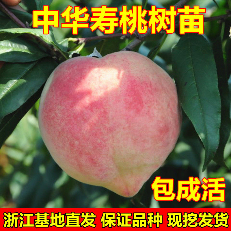 中华寿桃树苗 特大果晚熟桃树苗 嫁接桃树苗南方北方种植当年结果
