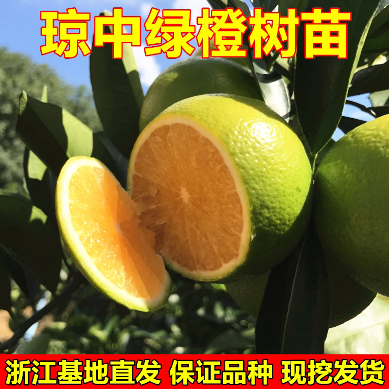 琼中绿橙树苗 红心绿橙 嫁接橙子苗 甜橙苗 橙子树苗当年结果树苗