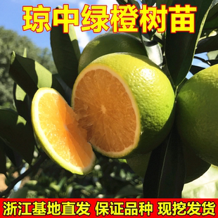 琼中绿橙树苗 红心绿橙 嫁接橙子苗 甜橙苗 橙子树苗当年结果树苗