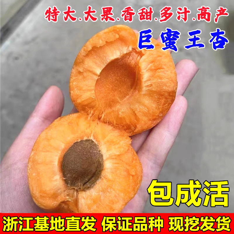嫁接巨蜜王杏树苗嫁接特大黄杏苗果树苗杏子树南北方种植当年结果