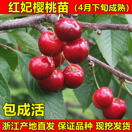 红妃樱桃苗大樱桃树苗嫁接樱桃苗