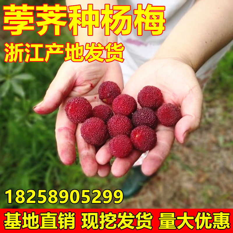 浙江荸荠种杨梅苗 荸荠杨梅 余姚仙居台州嫁接杨梅树苗南北方种植