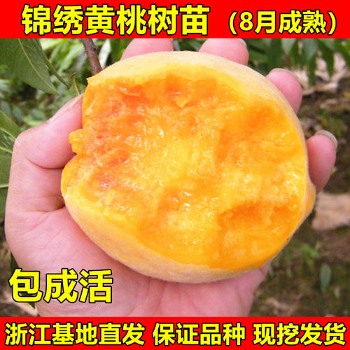 嫁接桃树苗黄桃苗锦绣黄桃树苗