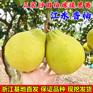 容县沙田柚树苗嫁接柚子苗沙田柚子树苗江永香柚树苗当年结果苗