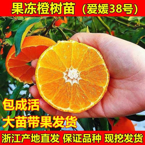 爱媛38号柑橘苗果冻橙树苗