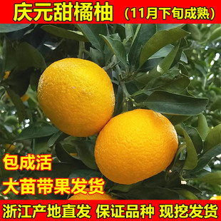 高糖建阳甜桔柚苗庆元 甜橘柚树苗黄金柑苗苹果柚苗南北方当年结果