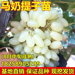 新疆马奶提子苗无核奶油葡萄苗白牛奶葡萄树苗南北方种植盆栽地栽