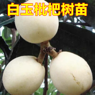 正宗白玉枇杷树苗白沙枇杷苗大五星枇杷苗特大枇杷树苗南北方种植