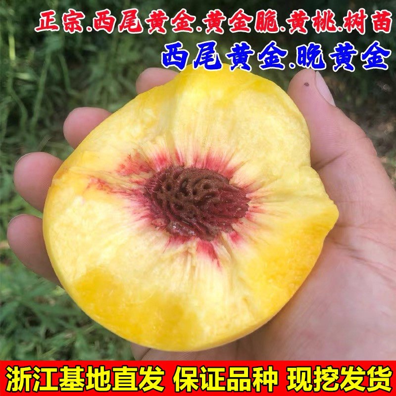 黄金蜜桃树苗 晚黄金桃苗 嫁接桃树树苗 南方北方种植黄桃树苗