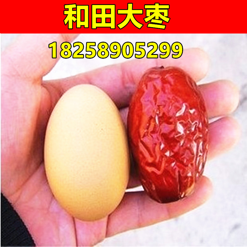 新疆和田玉枣 骏枣 嫁接枣子树苗 和田大枣树苗 冬枣大红枣树苗