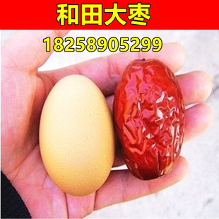 新疆和田玉枣 骏枣 嫁接枣子树苗 和田大枣树苗 冬枣大红枣树苗
