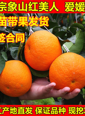 红美人树苗爱媛28号柑橘苗带果发