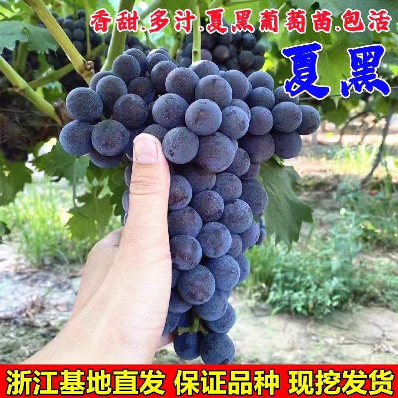 夏黑葡萄树苗盆栽地栽无核葡萄苗