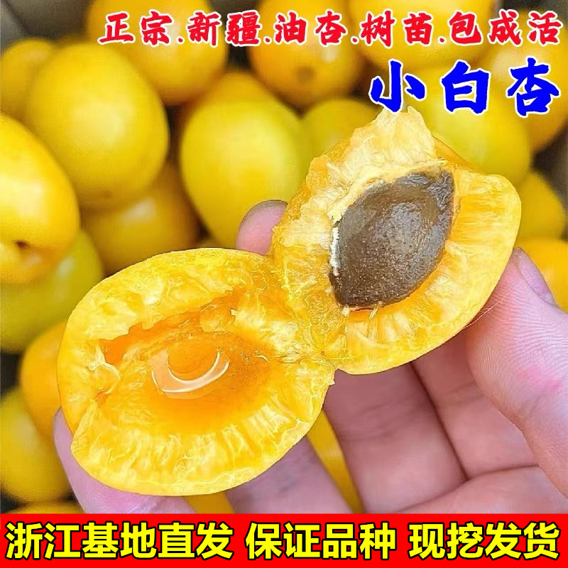 嫁接新疆小白杏苗甜仁杏子果苗白色蜂蜜杏树苗南北方种植当年结果