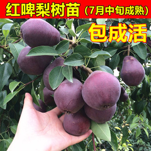 红啤梨树苗 嫁接梨树树苗 庭院果树苗【美国红啤梨】太婆梨树苗