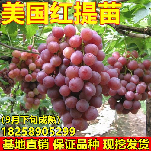 美国红提苗红提子苗葡萄树苗