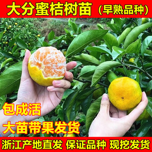 特早熟蜜桔树苗大分一号蜜桔苗大分四号柑橘苗南北方种植当年结果