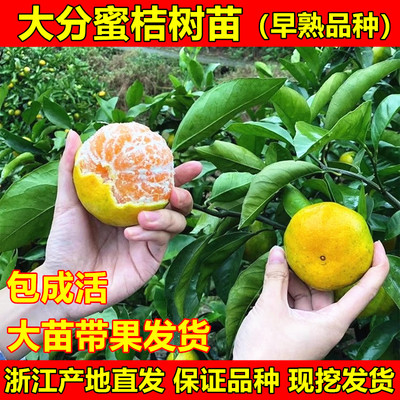 特早熟蜜桔苗大分一号四号蜜桔苗