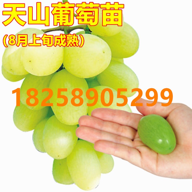 天山葡萄树苗 嫁接葡萄苗 南方北方种植地栽盆栽葡萄苗当年结果苗