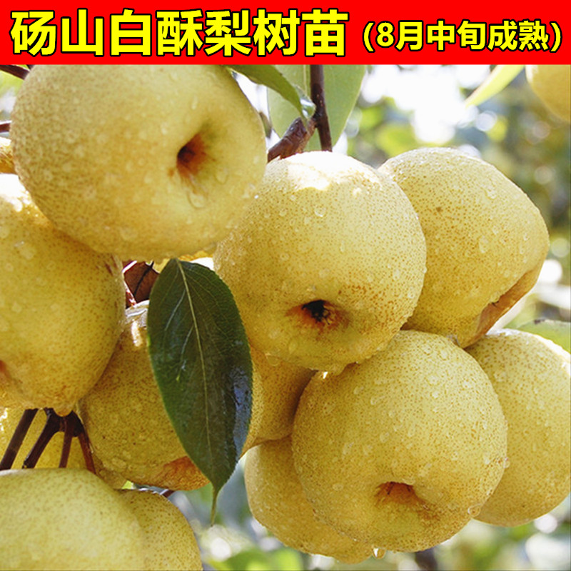 嫁接梨树苗梨子树砀山白酥梨树苗