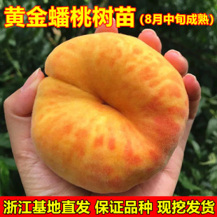 黄金蟠1号桃树苗 黄金蟠桃树苗 单果重一斤 南北方种植桃树苗