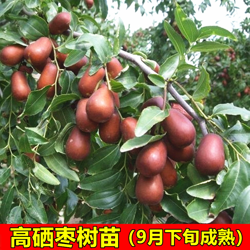 高硒枣树苗 清脆爽口 无渣浓甜 嫁接枣子树苗 南方北方种植枣苗