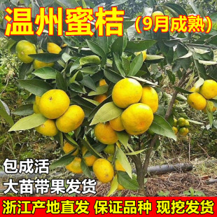 嫁接蜜桔树苗 温州蜜桔苗 特早熟橘子树苗 带土球当年结果苗