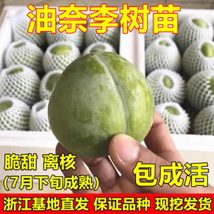 嫁接李子苗 黄金奈李苗 青奈李苗 油奈李子树苗 南北方种植果树苗