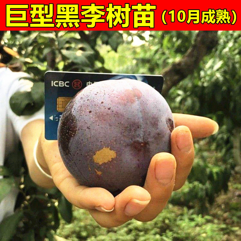 嫁接李子树苗 美国大黑李树苗荷兰巨型黑李苗 南北方种植的果树苗